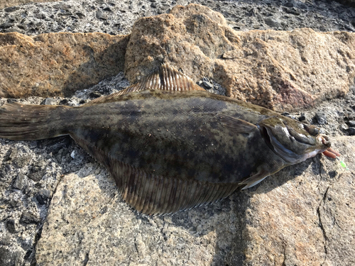 マコガレイの釣果