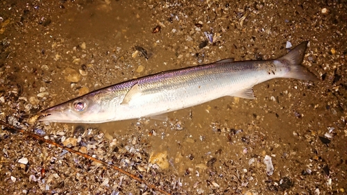 カマスの釣果