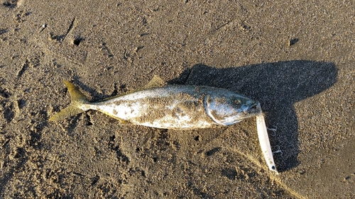 イナダの釣果