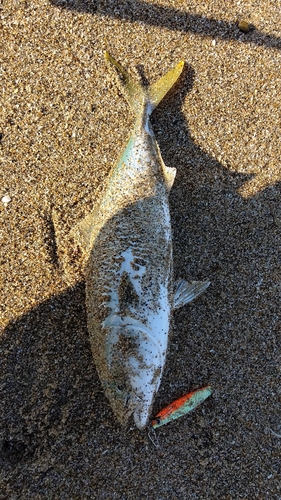 イナダの釣果