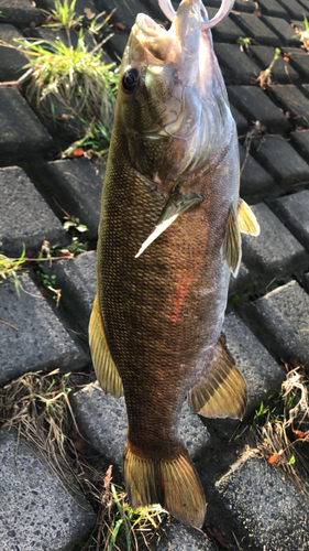 スモールマウスバスの釣果