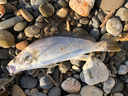 ニベの釣果