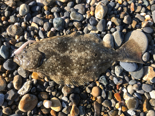 ヒラメの釣果