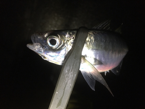 マアジの釣果