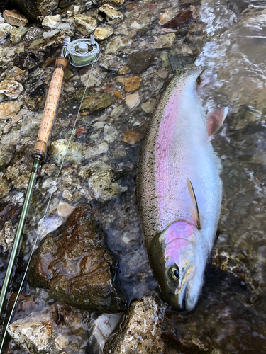 ニジマスの釣果