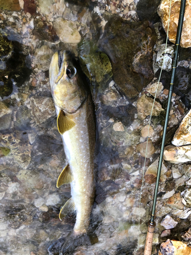 アメマスの釣果