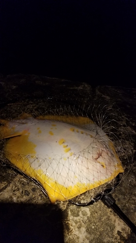 アカエイの釣果