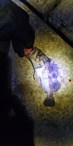 クロソイの釣果