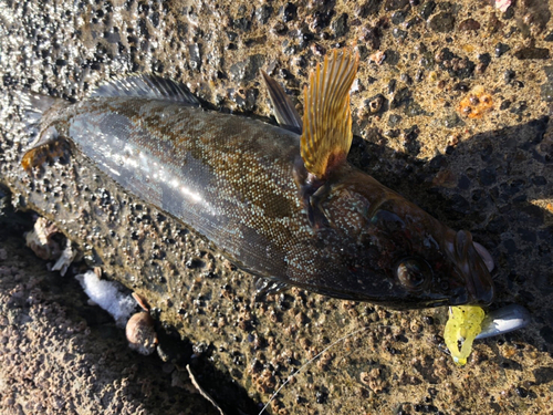 アイナメの釣果