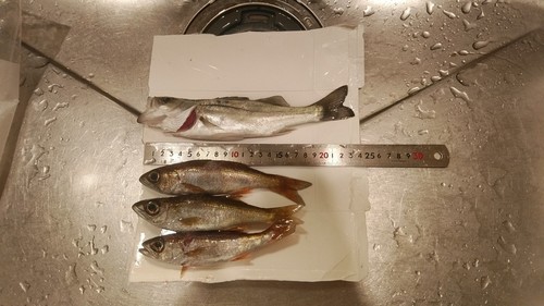 ムツの釣果