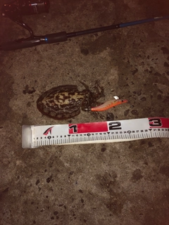 コウイカの釣果