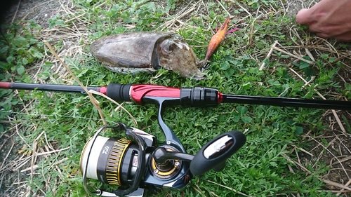 コウイカの釣果