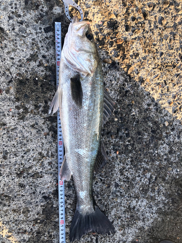 フッコ（マルスズキ）の釣果