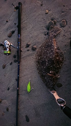 ヒラメの釣果