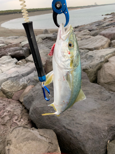 イナダの釣果