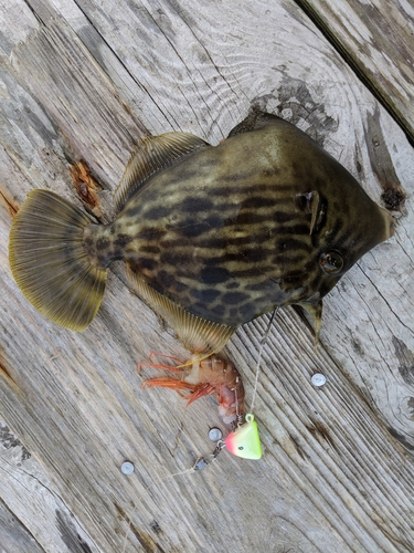 カワハギの釣果