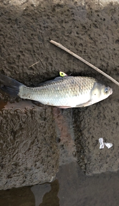 ヘラブナの釣果