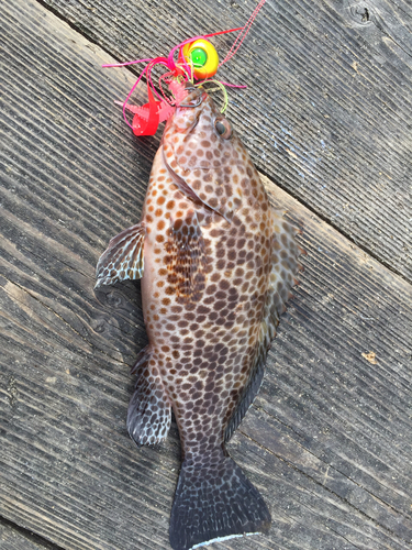 オオモンハタの釣果