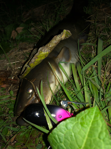 ナマズの釣果