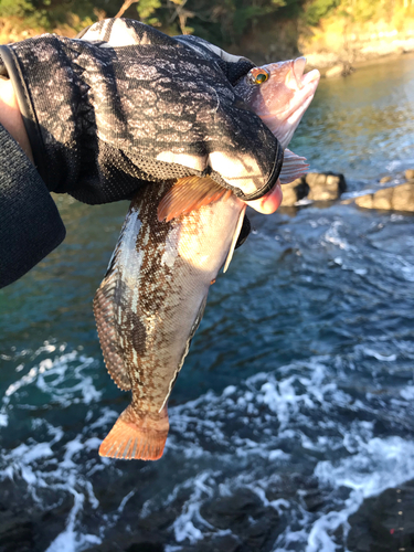 アイナメの釣果