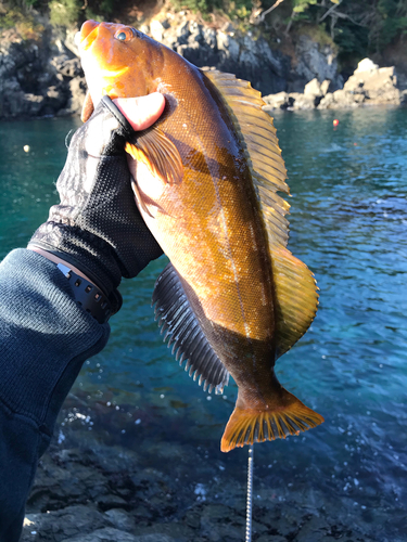 アイナメの釣果