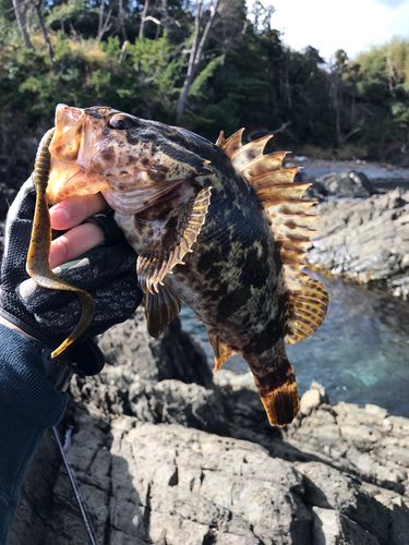 タケノコメバルの釣果