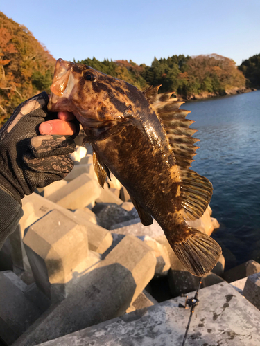 タケノコメバルの釣果