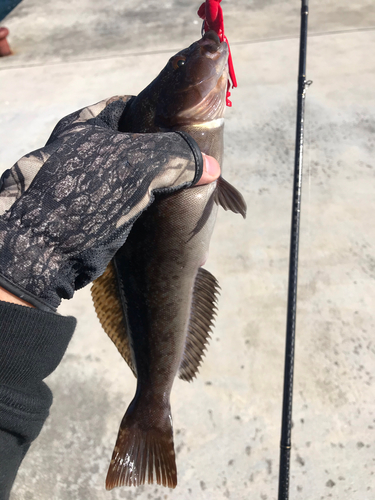 アイナメの釣果