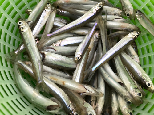 ワカサギの釣果