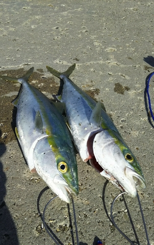 イナダの釣果