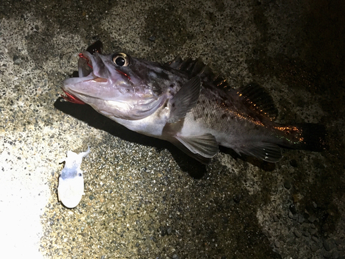 クロソイの釣果