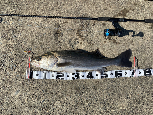 シーバスの釣果