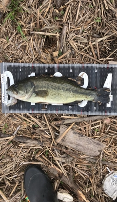 ブラックバスの釣果