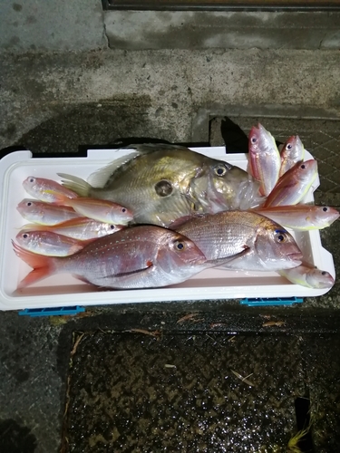 マダイの釣果