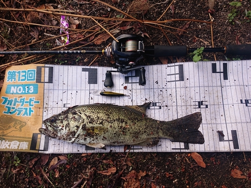 ブラックバスの釣果