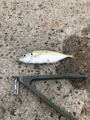 マアジの釣果