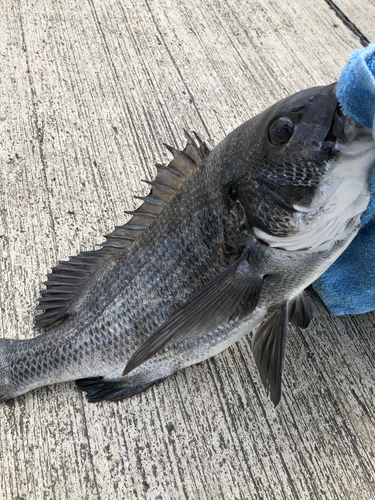 チヌの釣果