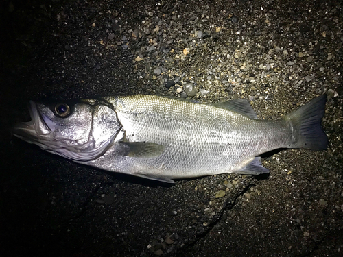 ヒラスズキの釣果