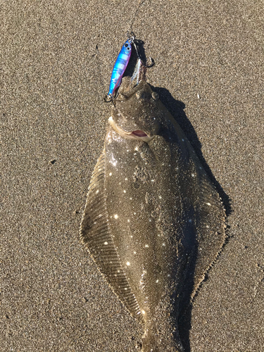 ヒラメの釣果