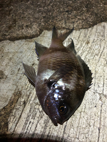 スズメダイの釣果