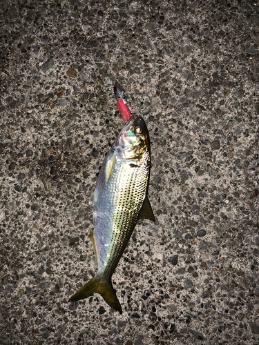 コノシロの釣果