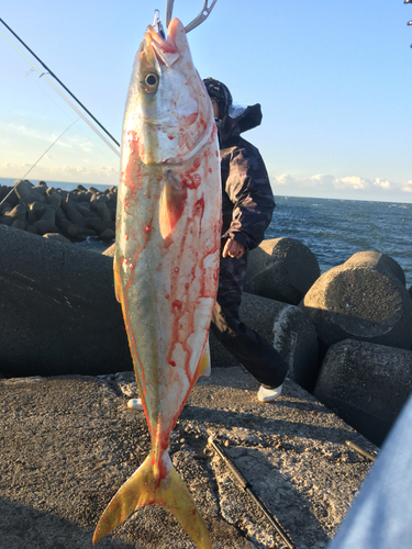 イナダの釣果