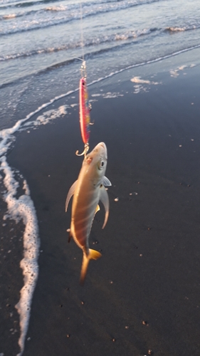 メッキの釣果