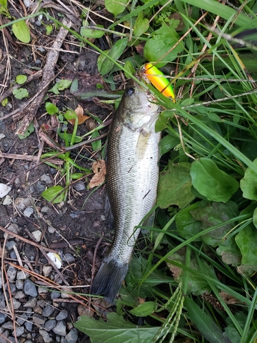 ラージマウスバスの釣果