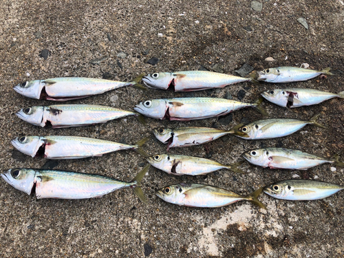 サバの釣果