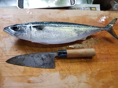 マサバの釣果