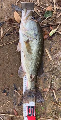 ブラックバスの釣果