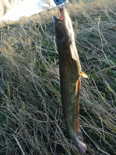 ナマズの釣果