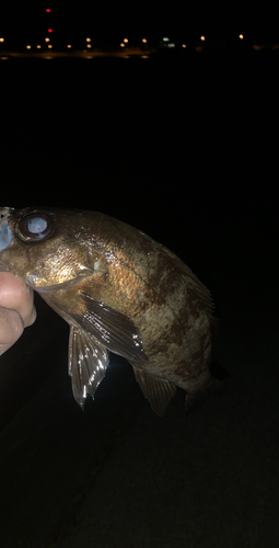 アカメバルの釣果