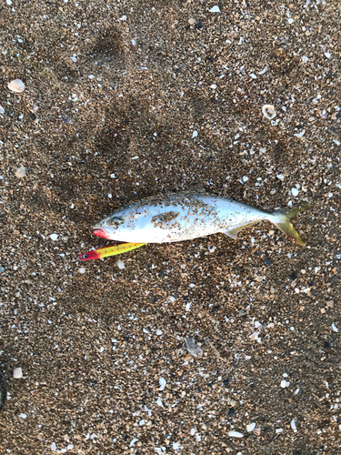 ツバスの釣果